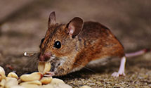 24 Hour & Emergency Exterminators in Woodgate East, IN